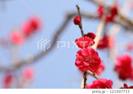 赤い梅の花 121507715