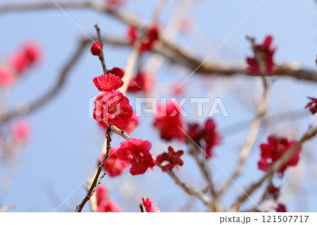 赤い梅の花 121507717