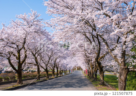 村松公園の桜 121507875