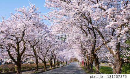 村松公園の桜 121507876