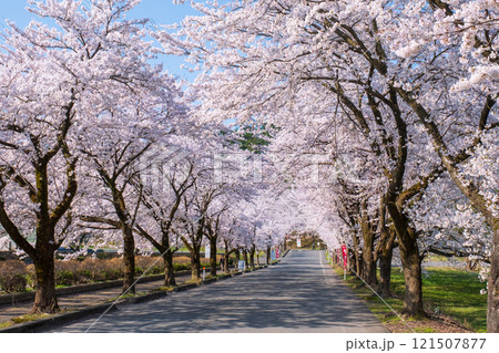 村松公園の桜 121507877