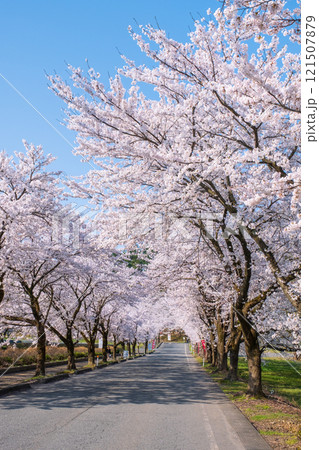 村松公園の桜 121507879