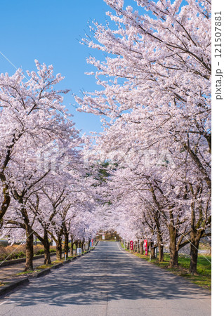 村松公園の桜 121507881