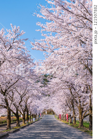 村松公園の桜 121507882
