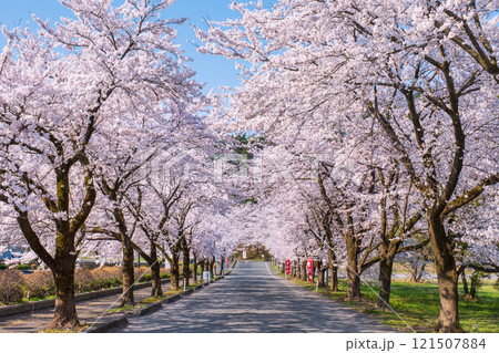 村松公園の桜 121507884