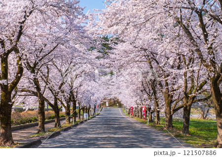 村松公園の桜 村松公園の桜 121507886