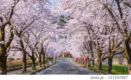 村松公園の桜 村松公園の桜 121507887