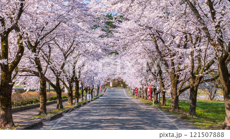 村松公園の桜 121507888