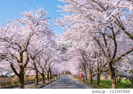 村松公園の桜 村松公園の桜 121507889