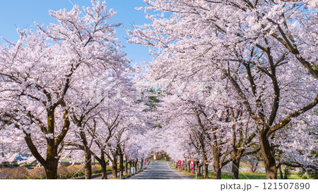 村松公園の桜 121507890