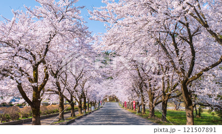 村松公園の桜 121507891