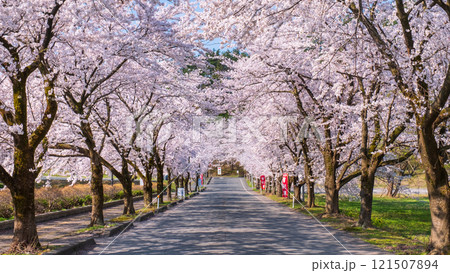 村松公園の桜 121507894