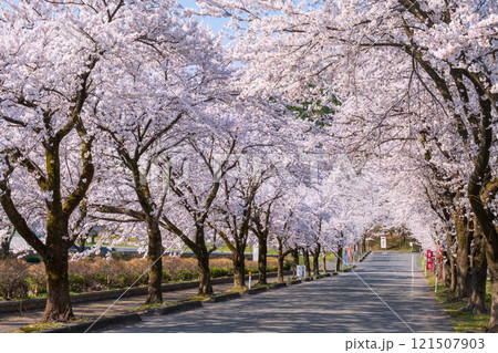 村松公園の桜 121507903