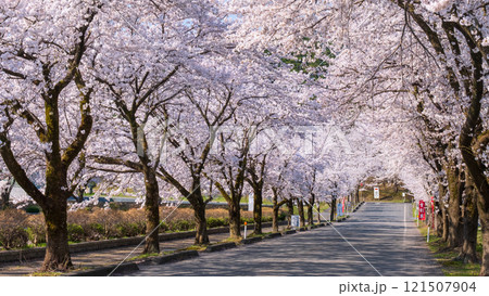村松公園の桜 村松公園の桜 121507904
