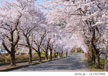 村松公園の桜 121507906