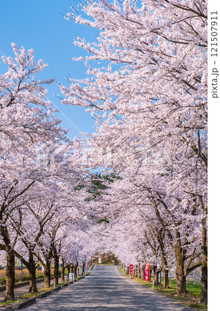 村松公園の桜 121507911