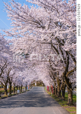 村松公園の桜 121507929
