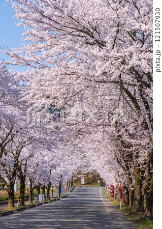 村松公園の桜 村松公園の桜 121507930