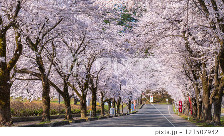 村松公園の桜 121507932