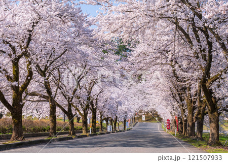 村松公園の桜 121507933