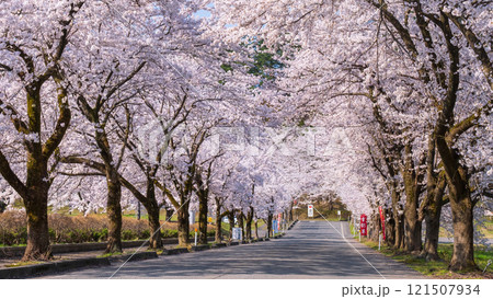 村松公園の桜 村松公園の桜 121507934