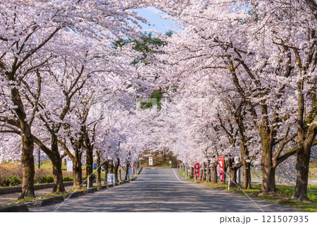 村松公園の桜 121507935