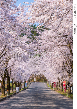 村松公園の桜 村松公園の桜 121507937