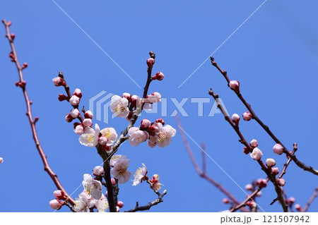 青空に映える梅の花 121507942