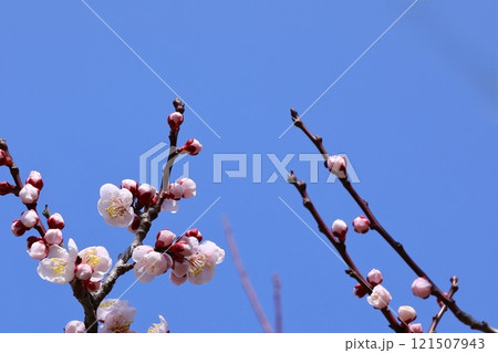 青空に映える梅の花 青空に映える梅の花 121507943