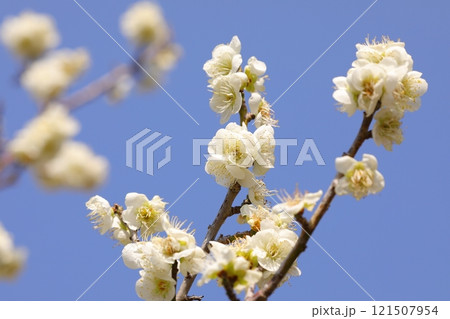 青空に映える梅の花 青空に映える梅の花 121507954