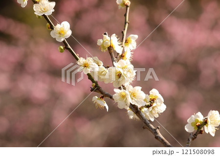 白い梅の花 121508098