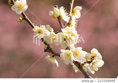 白い梅の花 白い梅の花 121508099