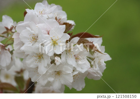 サクラ サクラ 121508150