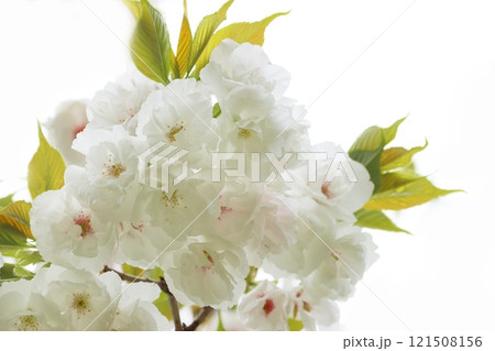 サクラ サクラ 121508156