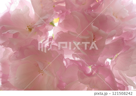 サクラ サクラ 121508242