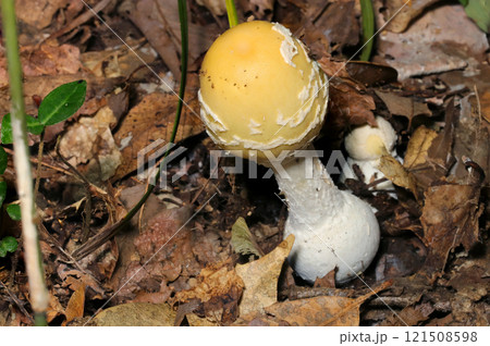 かわいい姿なのに猛毒、綺麗な卵形のウスキテングタケキノコの幼菌（屋外自然光マクロ接写） 121508598