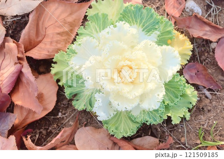 秋の落ち葉に囲まれた元気なハボタン 121509185