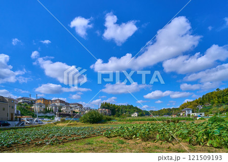 神奈川県川崎市麻生区古沢の農園を見る 神奈川県川崎市麻生区古沢の農園を見る 121509193