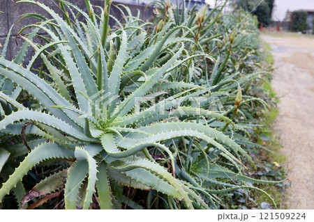 庭に植えられたアロエ 121509224