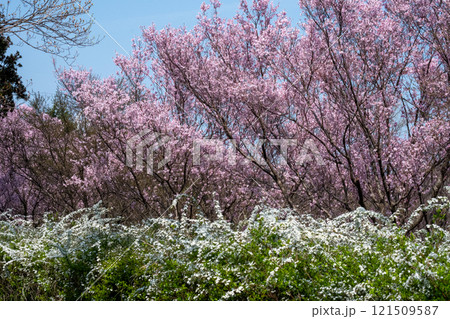 青空に映える満開の桜とゆきやなぎ 青空に映える満開の桜とゆきやなぎ 121509587