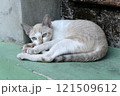 brown cat is looking 121509612