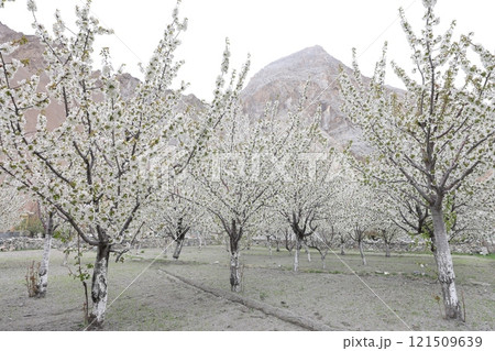 4月の果樹園に咲き誇るリンゴの花（パキスタン・ススト） 121509639
