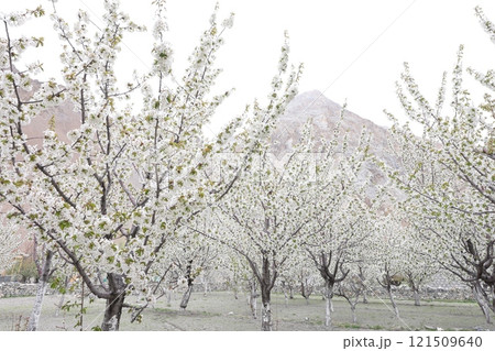 4月の果樹園に咲き誇るリンゴの花（パキスタン・ススト） 121509640