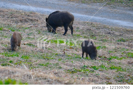 餌を探すイノシシ親子　冬の河川敷　渡良瀬　危険 121509760