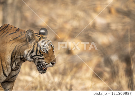wild male bengal tiger or panthera tigris fine art side face closeup or portrait in summer season safari at ranthambore national park forest reserve sawai madhopur rajasthan india wild male bengal tiger or panthera tigris fine art side face closeup or portrait in summer season safari at ranthambore national park forest reserve sawai madhopur rajasthan india 121509987