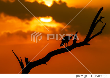 silhouette of indian peafowl or Pavo cristatus perched on branch of dead tree trunk in winter season sunrise or golden hour light keoladeo national park forest bharatpur bird sanctuary rajasthan india 121509988