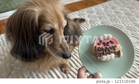 ミニチュアダックス17歳のお祝い　犬用の誕生日ケーキ 121510186