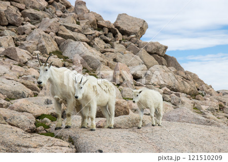 マウンテンゴートの仲良し家族 121510209