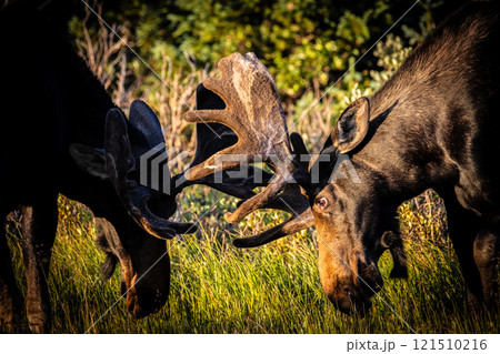 オスのヘラジカ（ムース）同氏の戦い 121510216