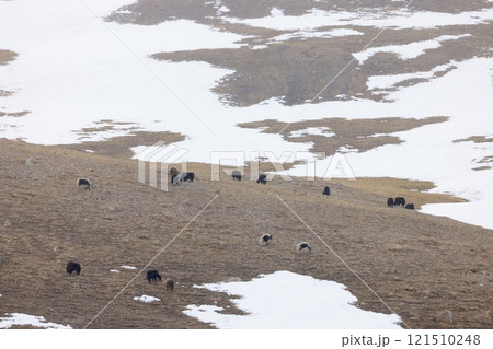 雪が降る高原で草をはむヤクの群れ(4月のパキスタン北部) 雪が降る高原で草をはむヤクの群れ(4月のパキスタン北部) 121510248